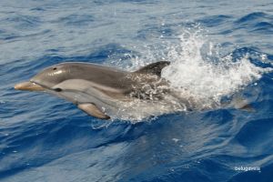 LLOSA FIGUERAL-IBIZA-BALEARES - Baleares Cala de Sant Vicent España foto 2