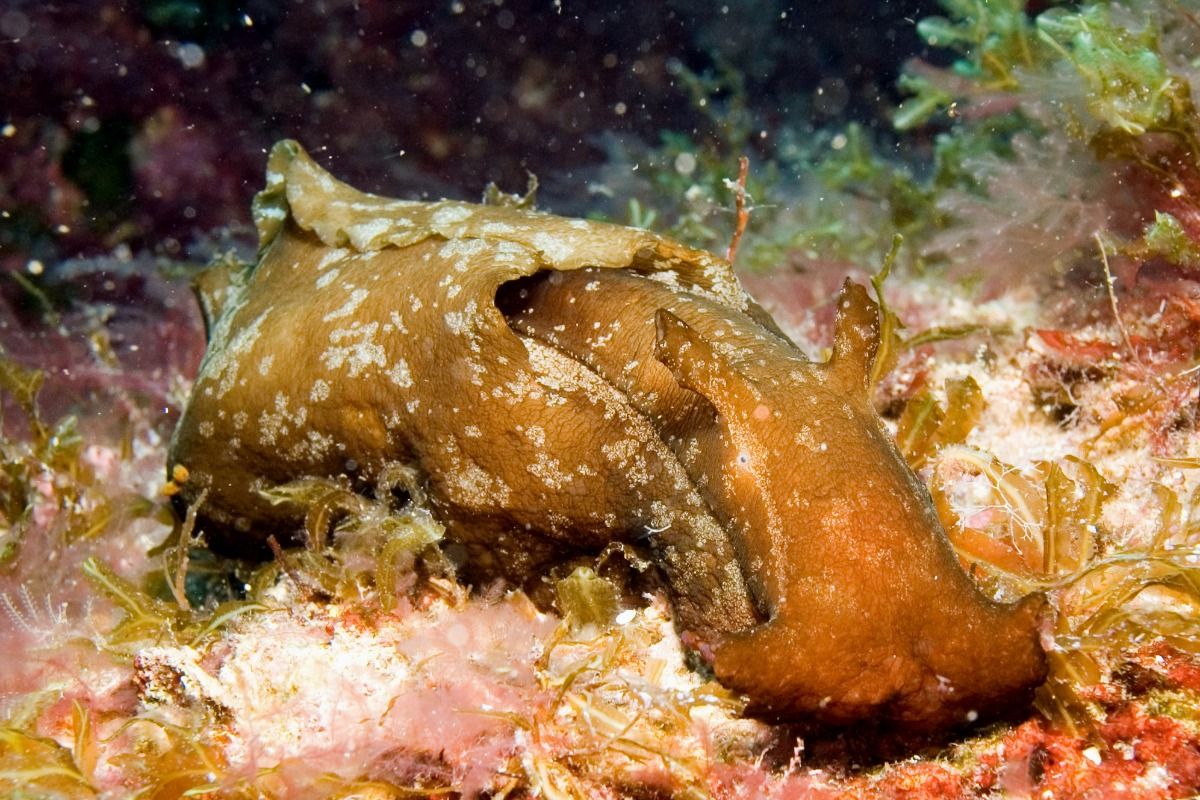 LLOSA FIGUERAL-IBIZA-BALEARES - Baleares Cala de Sant Vicent España