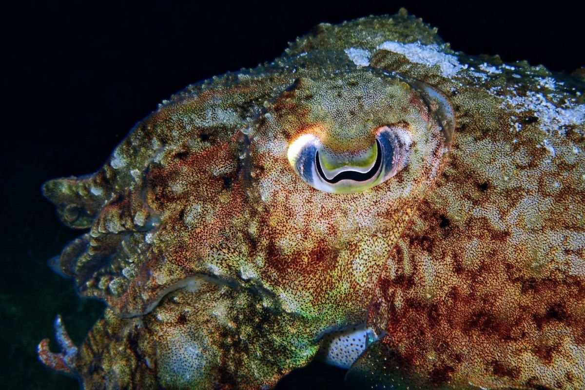 PUNTA DE SA CREU- FORMENTERA- BALEARES - Baleares Es Caló España