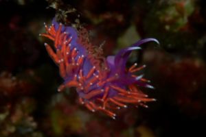 LA AGUJA DE ES VEDRÁ- IBIZA- ISLAS BALEARES - Baleares CALA D`HORT  . IBIZA España foto 1