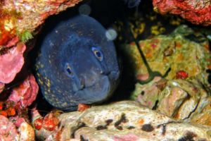LA AGUJA DE ES VEDRÁ- IBIZA- ISLAS BALEARES - Baleares CALA D`HORT  . IBIZA España foto 2