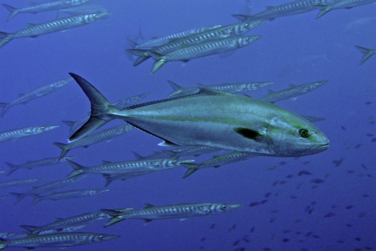 LA AGUJA DE ES VEDRÁ- IBIZA- ISLAS BALEARES - Baleares CALA D`HORT  . IBIZA España
