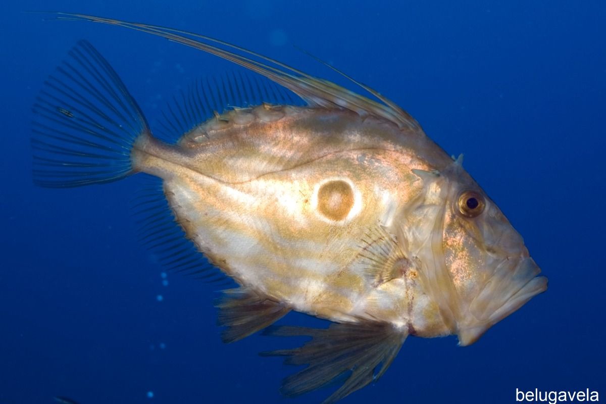 SA CONILLERA- IBIZA- ISLAS BALEARES - Baleares SAN ANTONI DE PORTMANY España