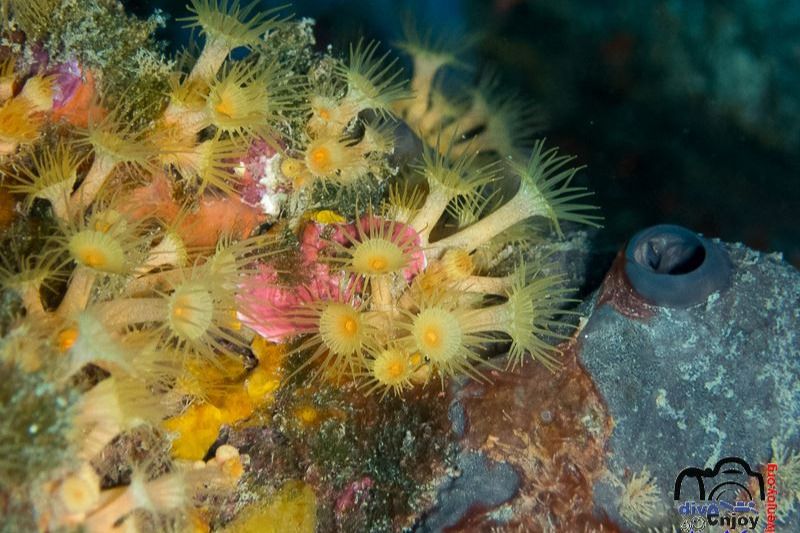 La Roja (o Roca Roja) - Girona Sant Feliu de Guíxols Spain