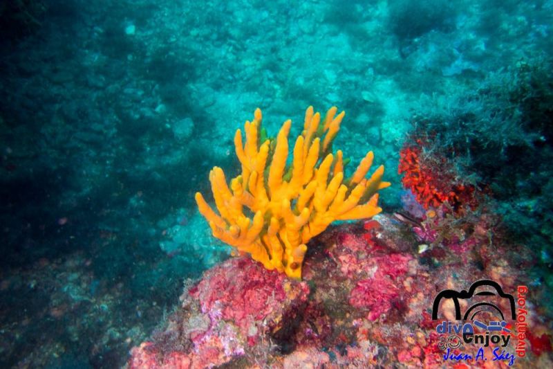 Jardín de las Esponjas - Barcelona Port Balís Spain