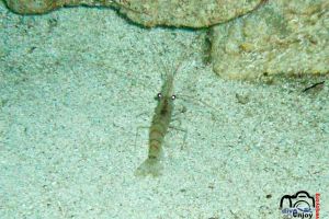 Camarón en La Catedral | La Catedral (de Ciutadella) - Baleares Ciudadela de Menorca España foto 1