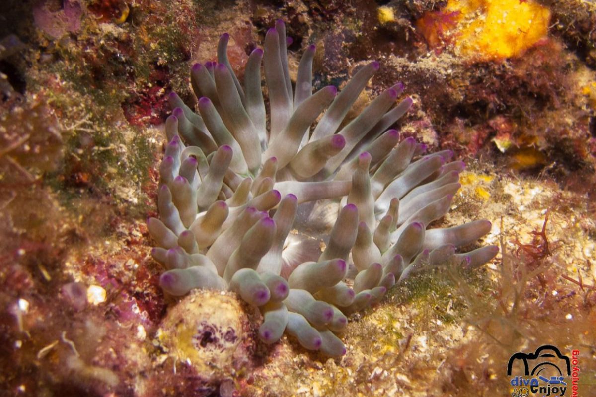 Cala Giverola paret dreta - Girona Tossa de Mar Spain