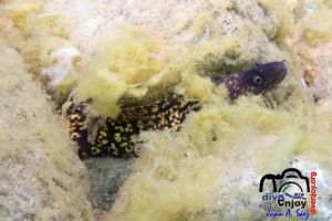 Morena | Morro del Badell (La Caleta) - Girona Palamós Spain foto 1