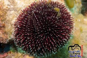 Erizo | Morro del Badell (La Caleta) - Girona Palamós Spain foto 2