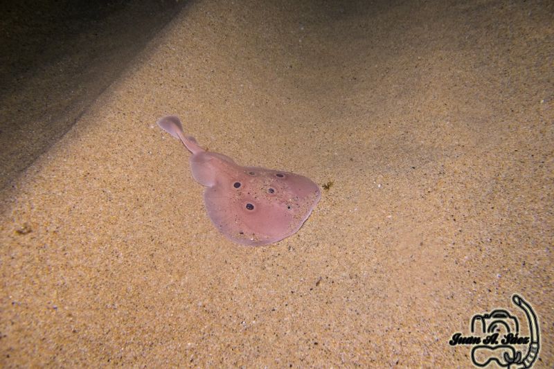 Pont del Petroli - Barcelona Badalona Spain