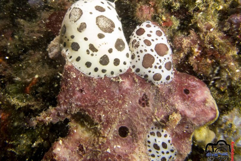 Punta Cana - Barcelona Port Balís Spain