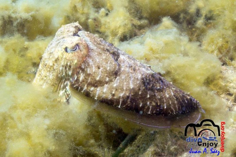 Sa Tuna - Girona Begur Spain