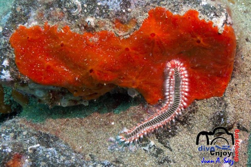 Lanzarote, RICHIES PLACE - Las Palmas Puerto del Carmen Spain