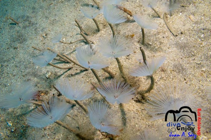 La Cueva de los Espirógrafos - Las Palmas Puerto del Carmen Spain