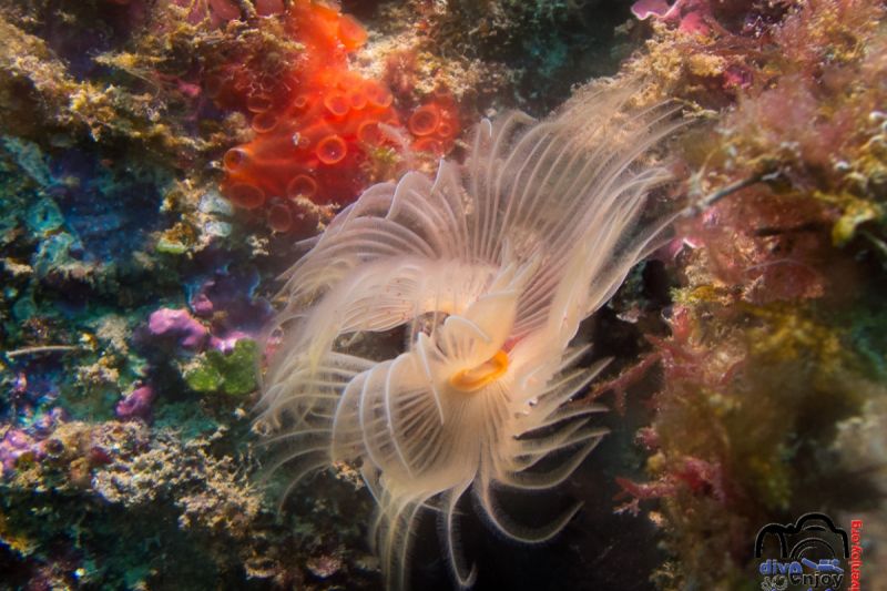 La Virgen - Barcelona Mataró Spain