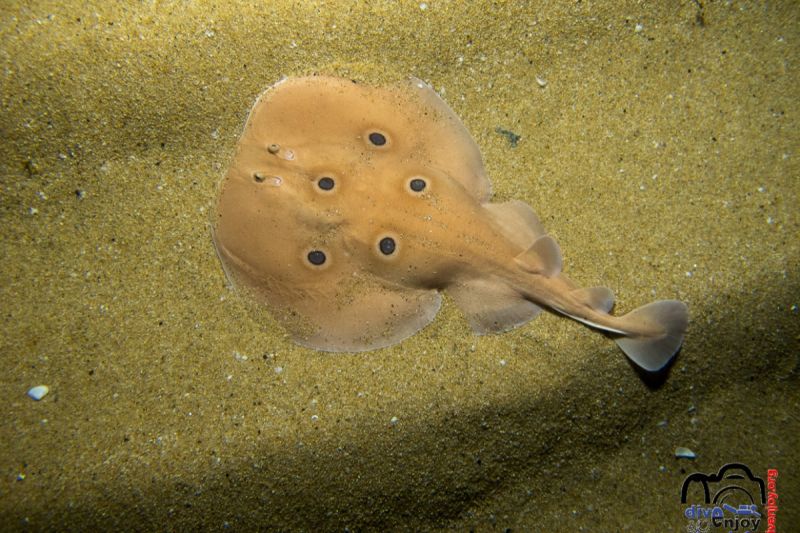Tossa de mar - Girona Tossa de Mar Spain
