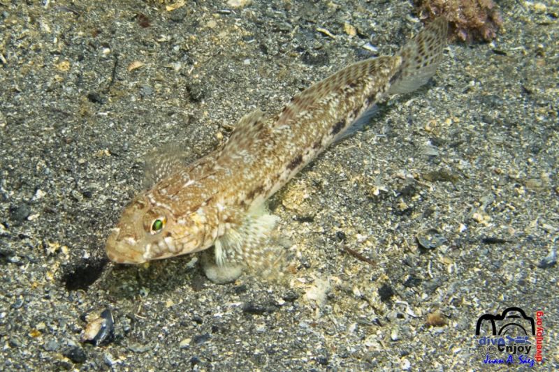 Blanes - Girona Blanes Spain