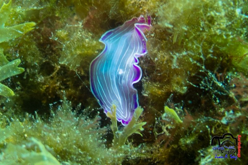 barcelona - Barcelona `barcelona Spain