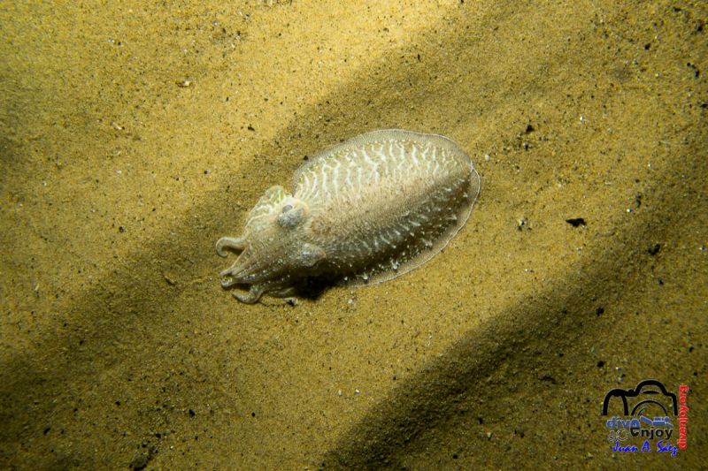Mataró - Barcelona Mataró ( Playa) Spain