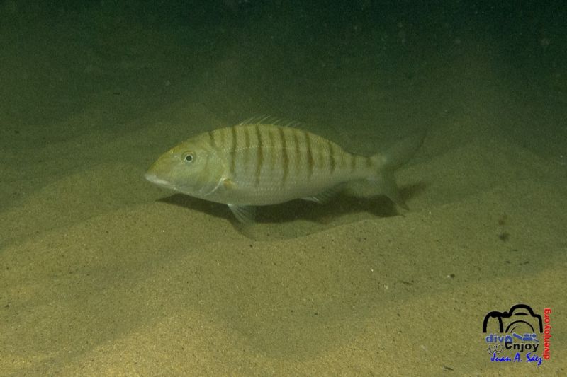 barcelona - Barcelona Badalona Spain