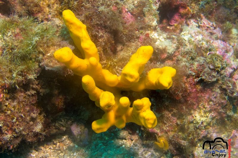 Mar Menuda - Girona Tossa de Mar Spain
