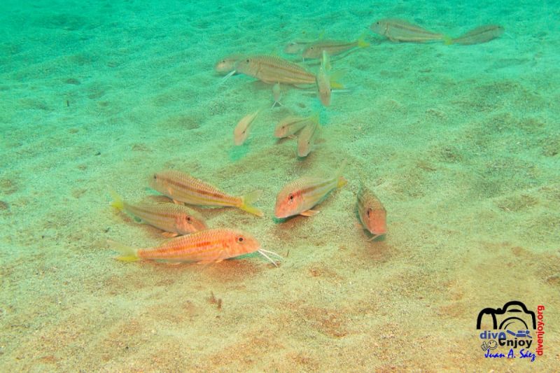 Valencia (Cullera) - Valencia Cullera Spain