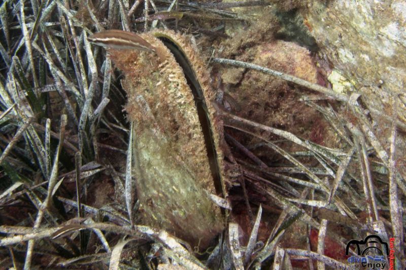 Cala Giverola paret dreta - Girona Cala Giverola Spain