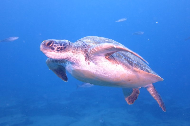 BUFADERO - Santa Cruz de Tenerife Arona Spain