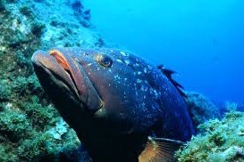 PIEDRA DE LOS MEROS - LAS NEGRAS - ALMERIA - Almería Calle pescador, las Negras Spain