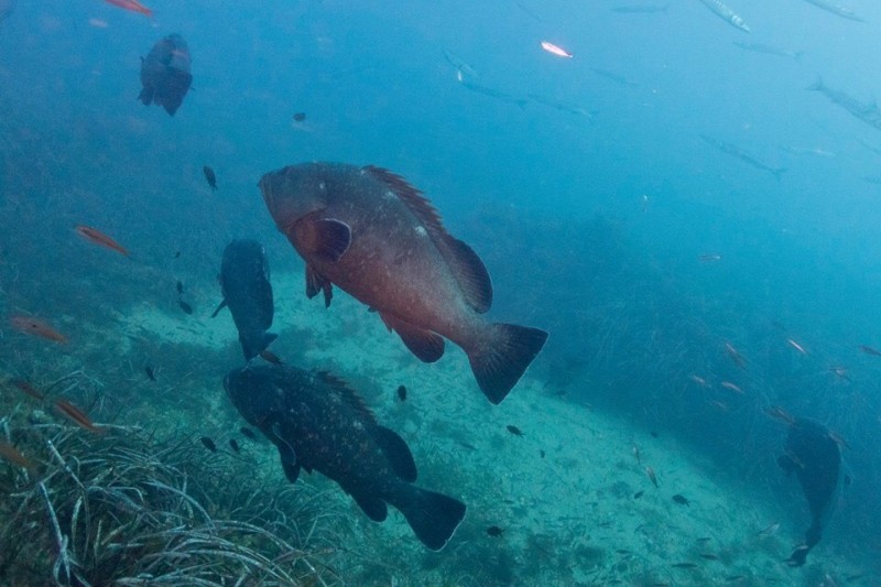 MEROLANDIA-TABARCA-SANTA POLA-ALICANTE-ESPAÑA - Alicante Santa Pola Spain