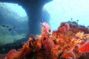 coral galleries marine reserve menorca salgar diving | CAGAIRES - RESERVA MARINA ISLA DEL AIRE - MENORCA - Baleares Sant Lluís, S´Algar España foto 2