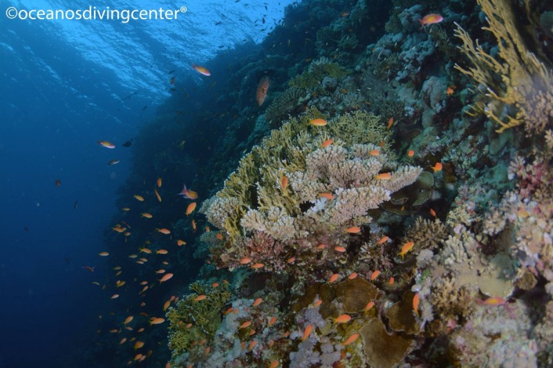 ROCA DEL RICARD - Girona Lloret de Mar - Urb. Cala Canyelles España