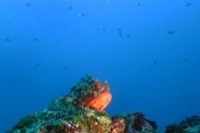 ROCA DE MONTILIVI - Girona Lloret de Mar - Urb. Cala Canyelles España