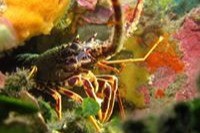 MAR MENUDA - Girona Tossa de Mar España