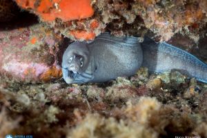 Scuba Sur Diving Gran Canaria Foto 7