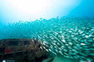 Scuba Sur Diving Gran Canaria Foto 5