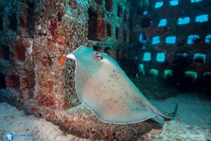 Scuba Sur Diving Gran Canaria Foto 6