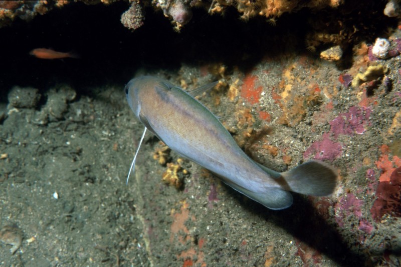 PUNTA DEL BAU, L'ESCALA - Girona L'Escala Spain