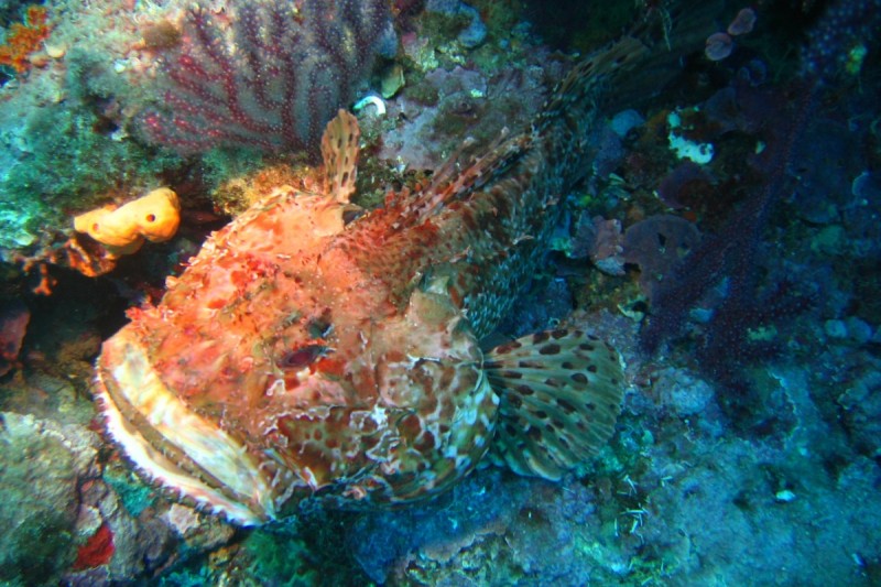 PUNTA DEL XERIC, L'ESCALA - Girona L'Escala Spain