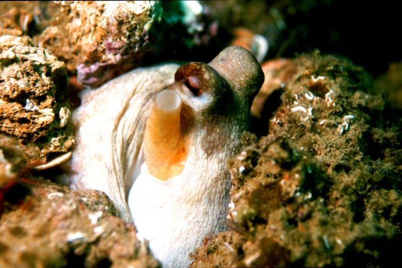 PORT DEL REI, L'ESCALA - Girona L'Escala Spain