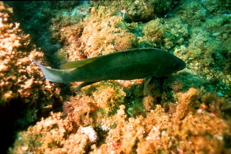 LA XINXA, L'ESCALA - Girona L'Escala Spain