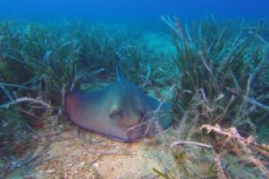 Perduts - Girona Tossa de Mar Spain foto 1