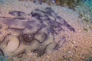 Perduts - Girona Tossa de Mar Spain foto 2