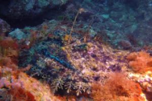 Perduts - Girona Tossa de Mar Spain foto 3