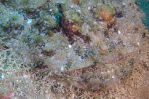 Perduts - Girona Tossa de Mar Spain foto 4