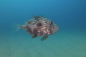 Perduts - Girona Tossa de Mar Spain foto 6