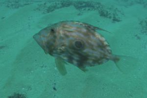 Perduts - Girona Tossa de Mar Spain foto 7