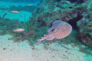 Perduts - Girona Tossa de Mar Spain foto 8