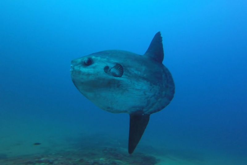 Perduts - Girona Tossa de Mar Spain