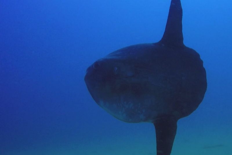 Roca Santa Ana - Girona Tossa de Mar Spain